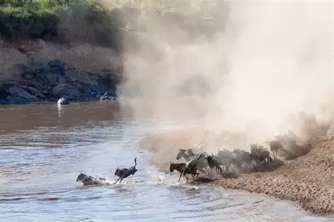 Maasai Mara: The Ultimate Safari Experience for Corporate Retreats & Luxury Travel in Kenya